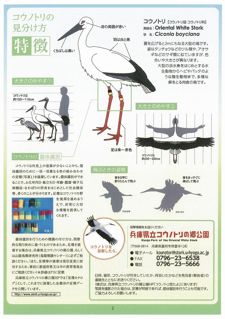 コウノトリ 参考図