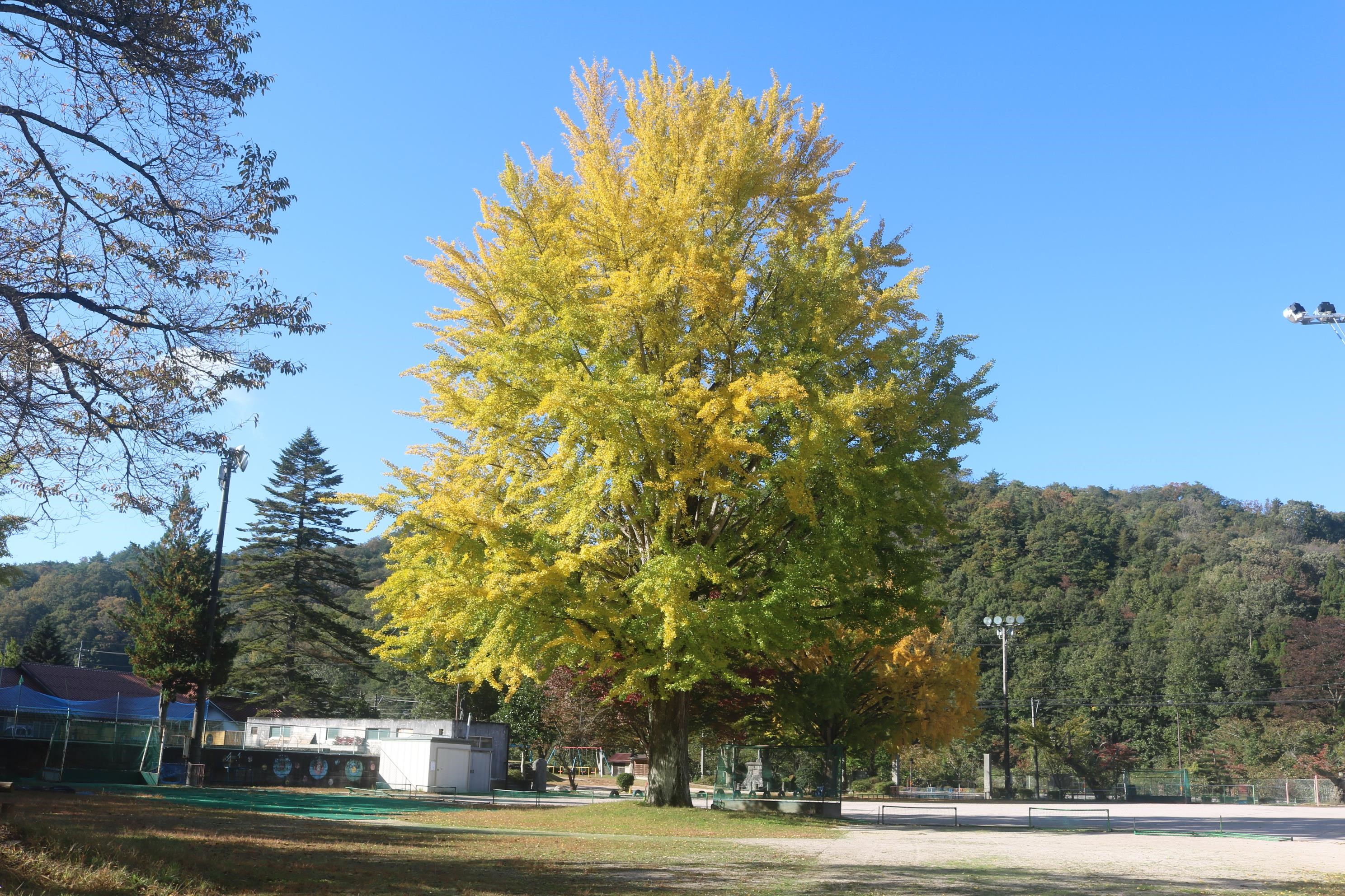 八川小学校の大銀杏（イチョウ）①