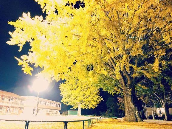 八川小学校の大銀杏(イチョウ)②