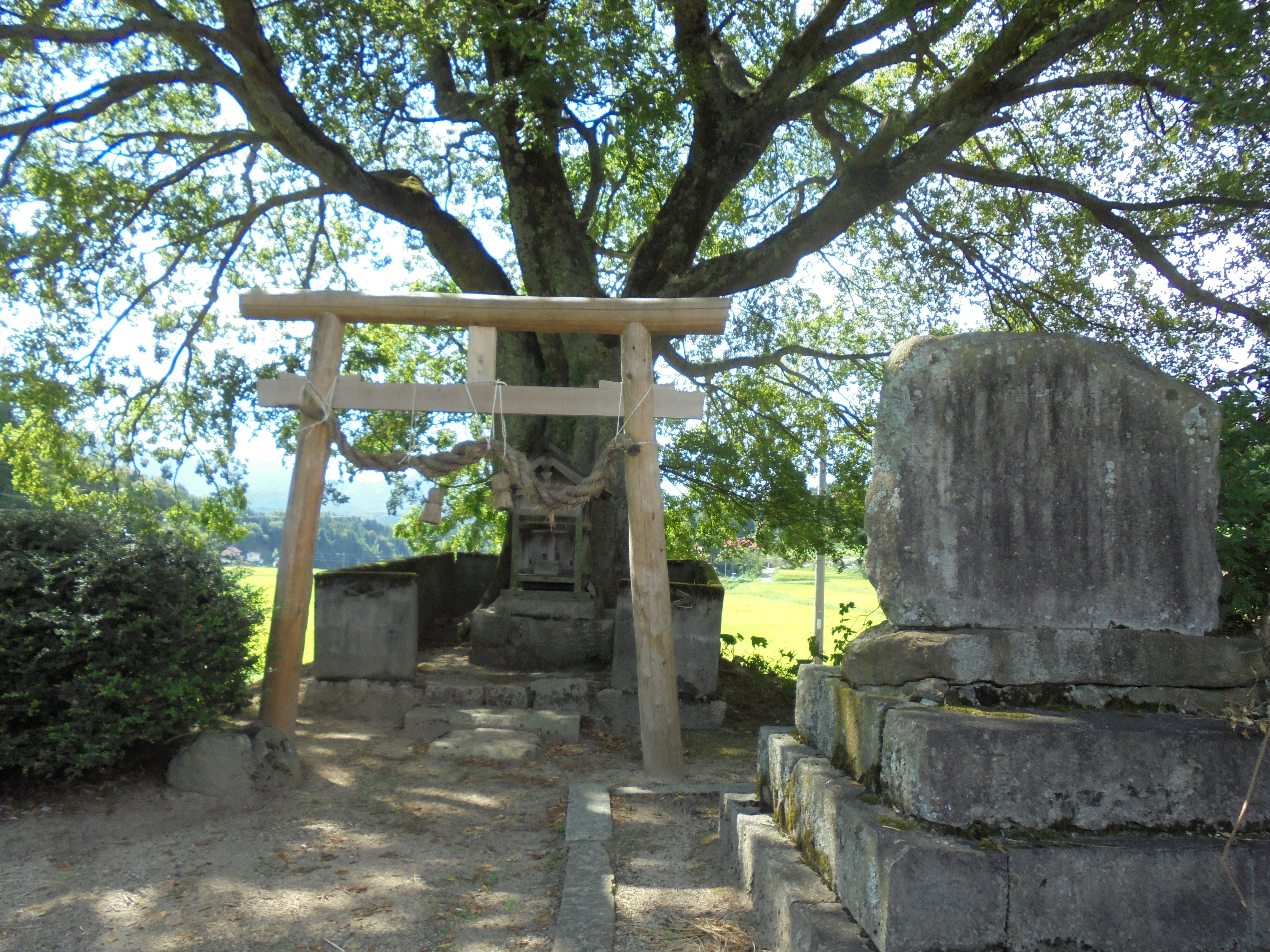 湯ノ廻「大歳神社と神木エノキ」①