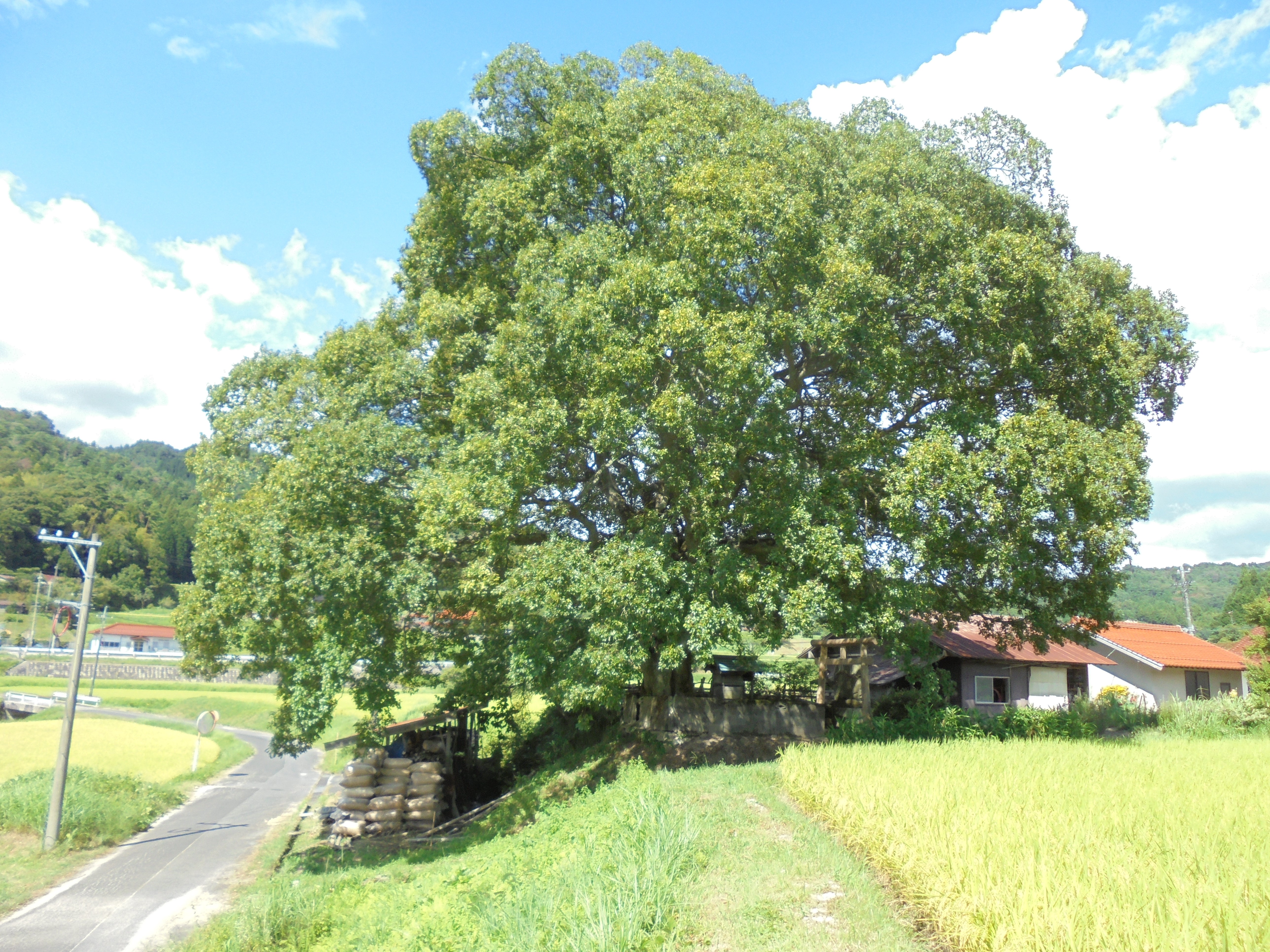 湯ノ廻「大歳神社と神木エノキ」②