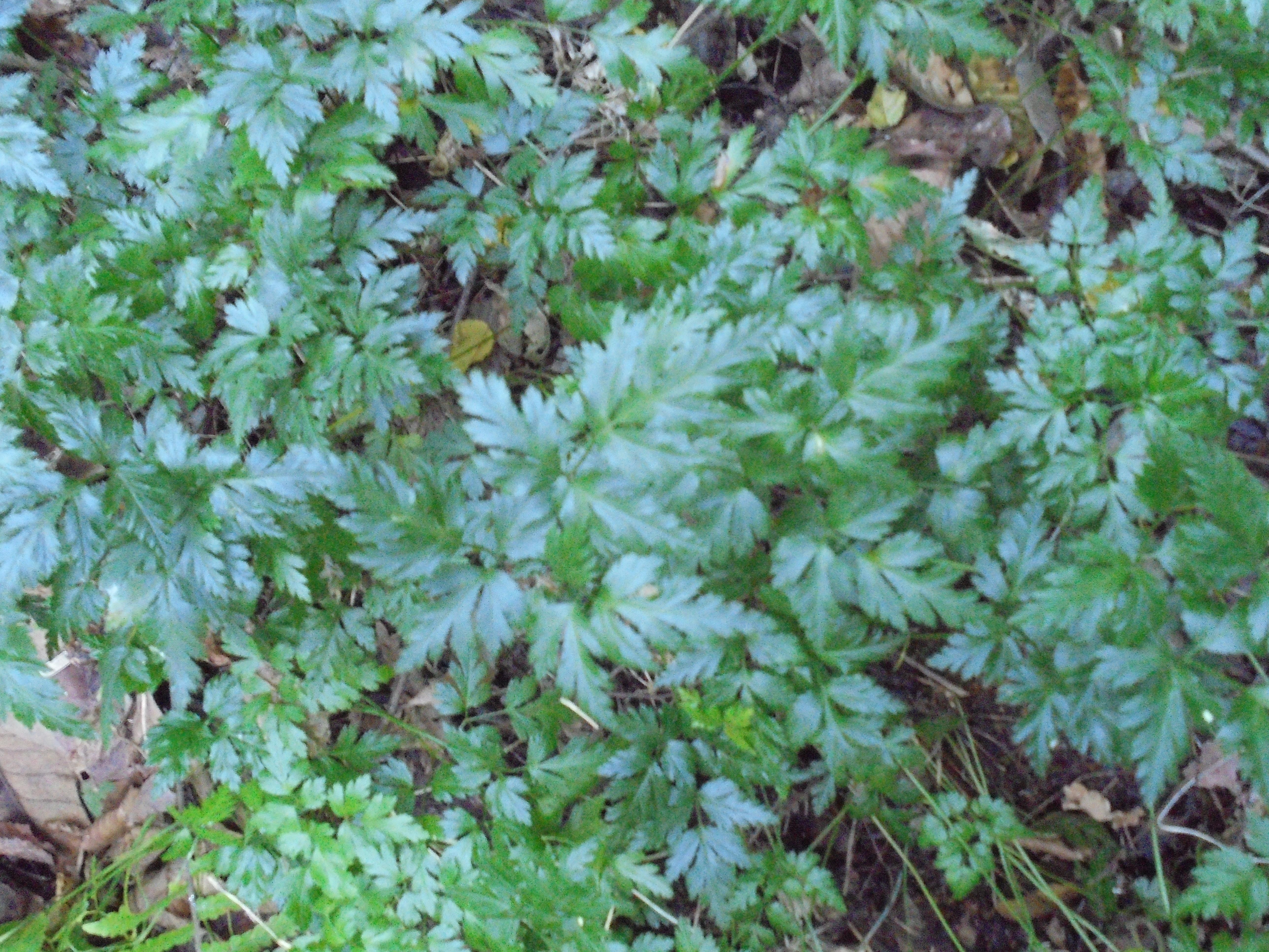 要害山の「美佐波薬」黄連群生地①