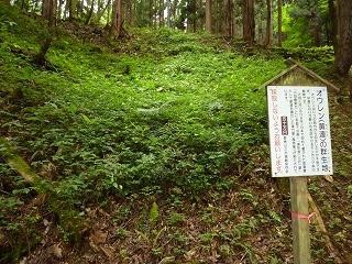 要害山の「美佐波薬」黄連群生地②