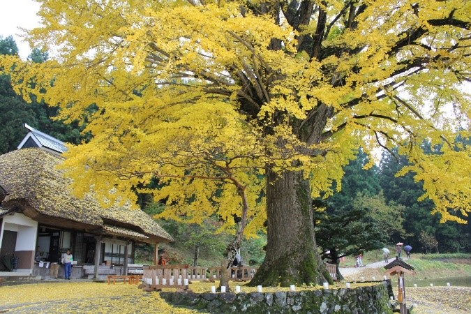 金言寺の大イチョウ