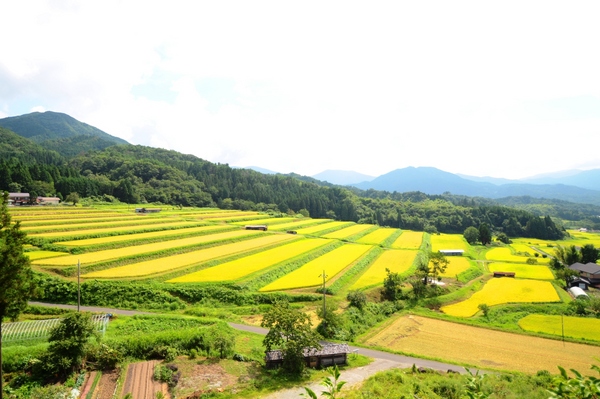 大原新田