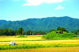 Rice cultivation