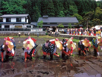 Rice leaf shooting