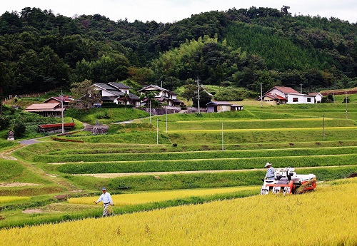 秋の収穫作業